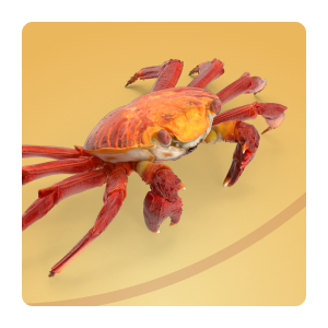 Crab Racing