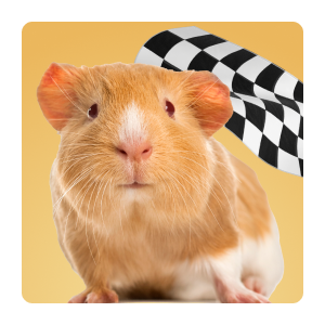 Guinea Pigs Racing