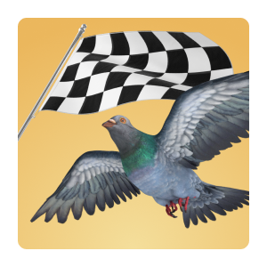 Pigeon Racing